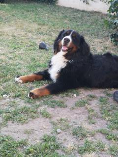 Demander ce petsitter