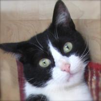 Demander ce catsitter