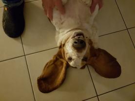 Service : garde animaux Service : garde animaux