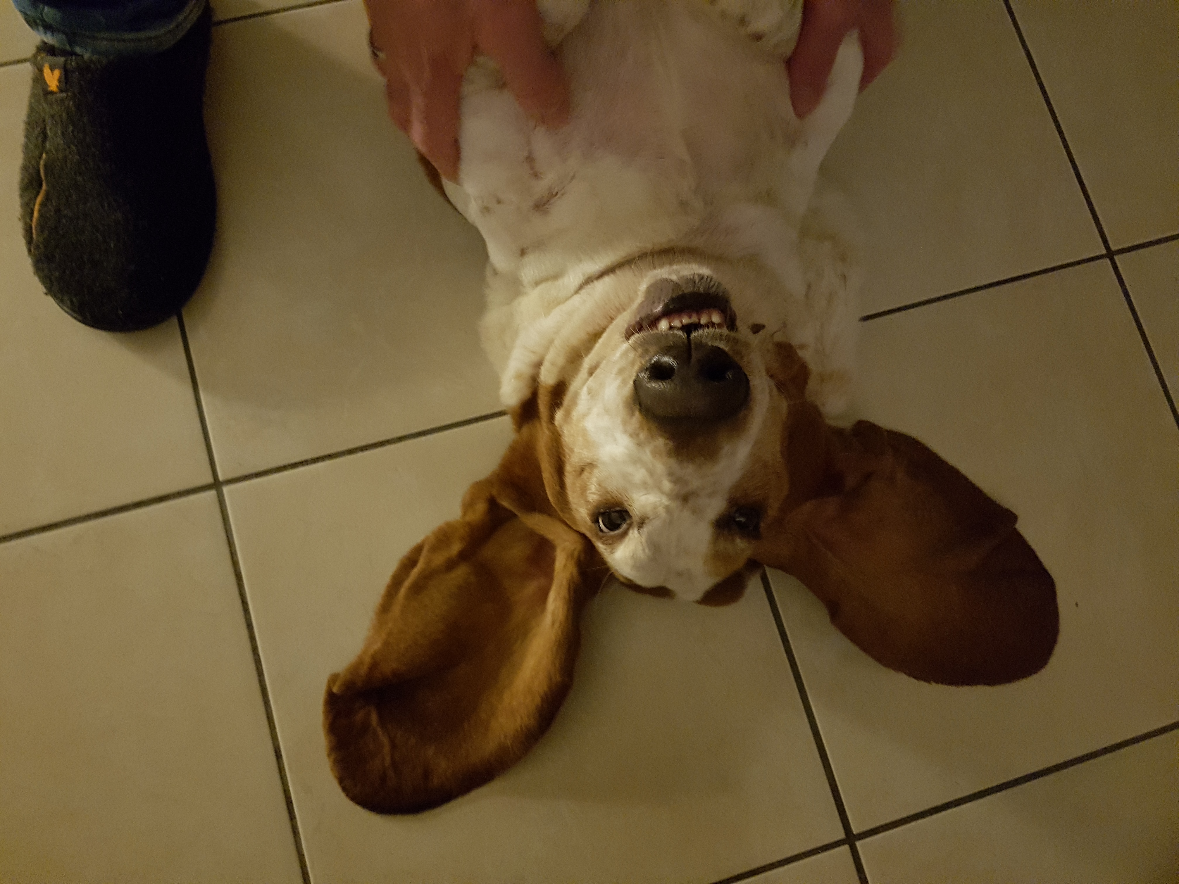 Service garde animaux 35 entre particuliers