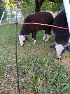 Service : tonte de pelouse Service : tonte de pelouse