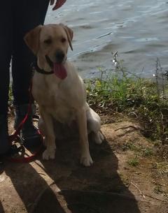 Service : garde animaux Service : garde animaux