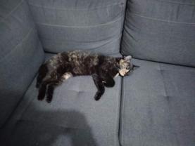 Service : garde animaux Service : garde animaux