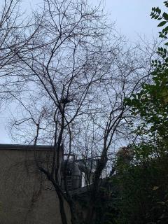 Service : elagage Service : elagage