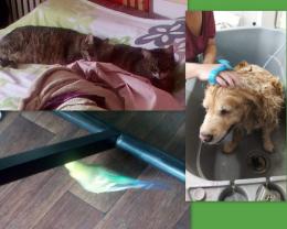 Service : garde animaux Service : garde animaux