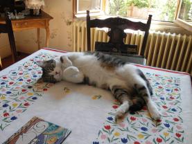 Demander ce catsitter