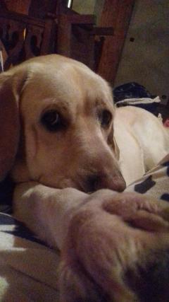 Demander ce petsitter