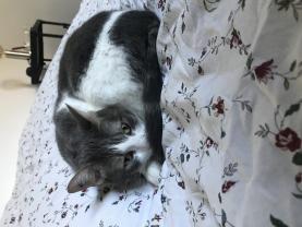 Service : garde animaux Service : garde animaux