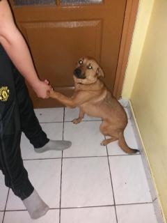 Service : chien Service : chien