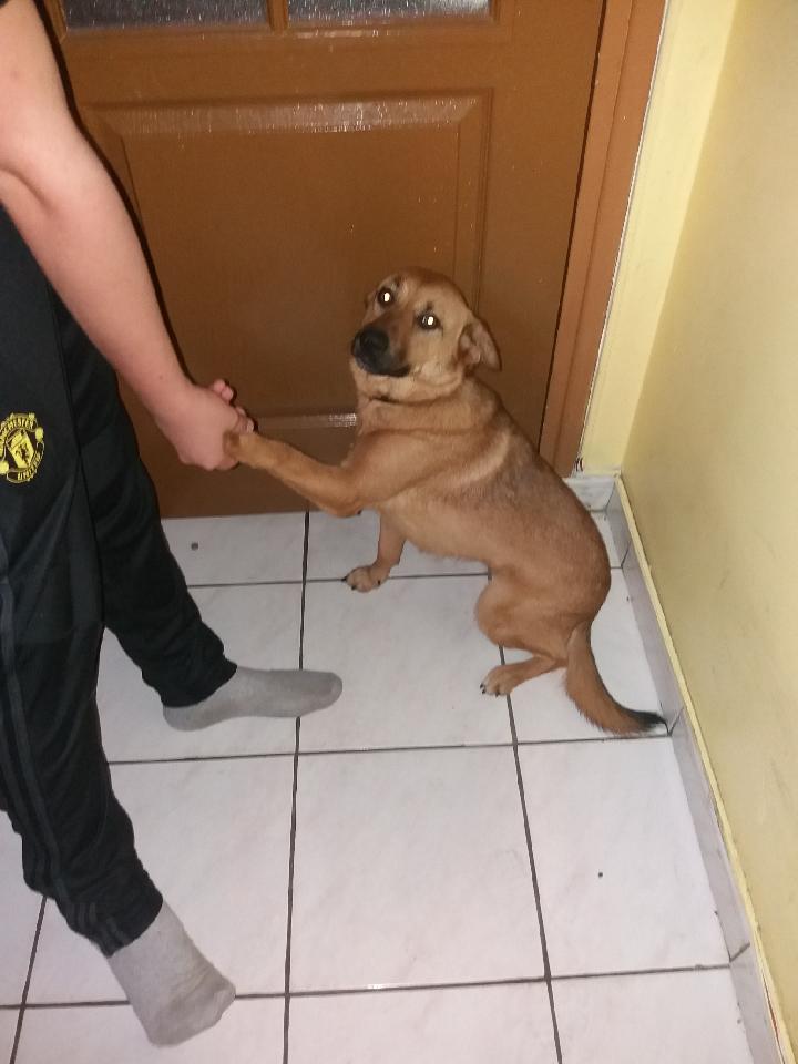 Service chien 62 entre particuliers
