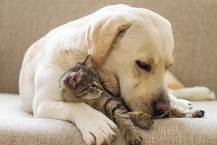 Demander ce petsitter