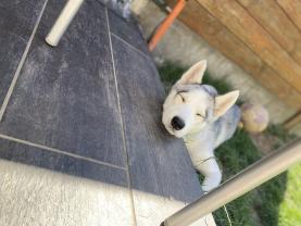 Service : chien Service : chien