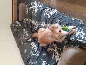 Service : promeneur chien Service : promeneur chien