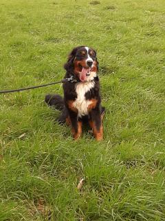 Service : garde animaux Service : garde animaux