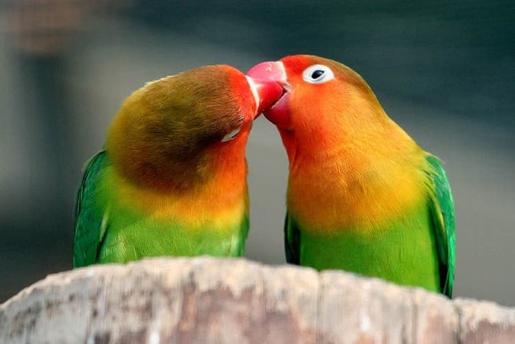 Service garde animaux 64 entre particuliers