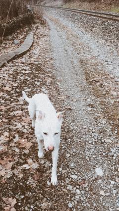 Service chien entre particuliers