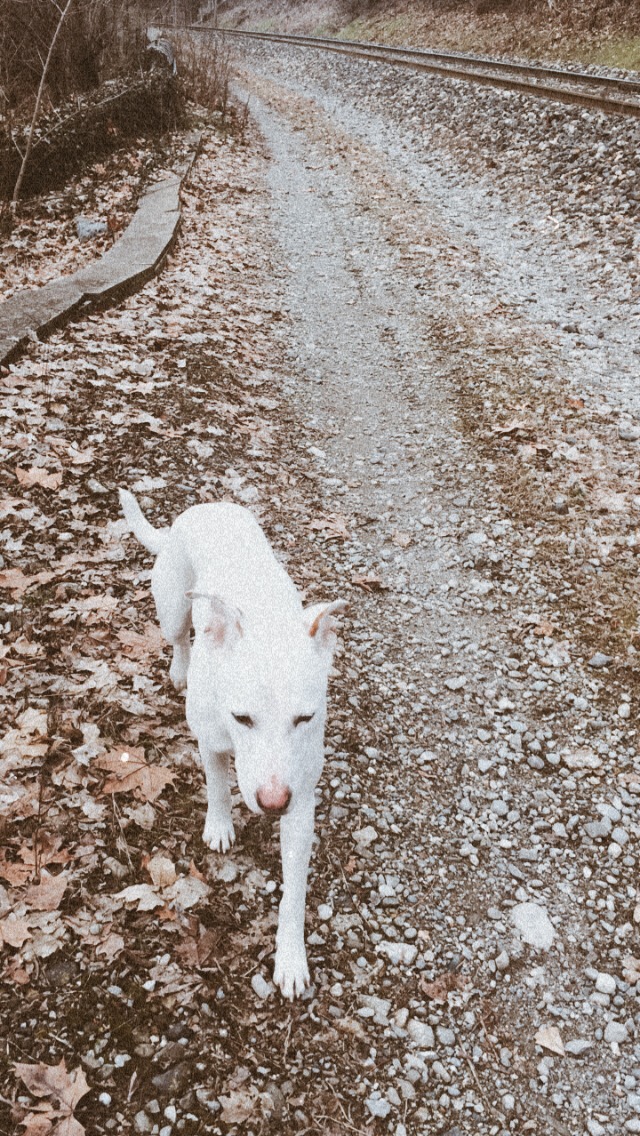 Service chien 05 entre particuliers