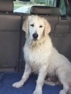 Service : chien Service : chien