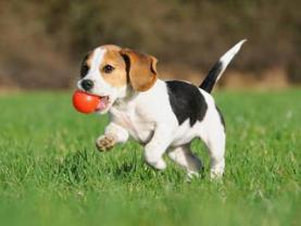 Service : chien Service : chien