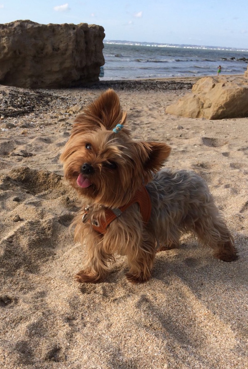 Service chien 34 entre particuliers
