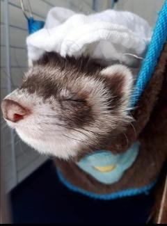 Service : garde animaux Service : garde animaux