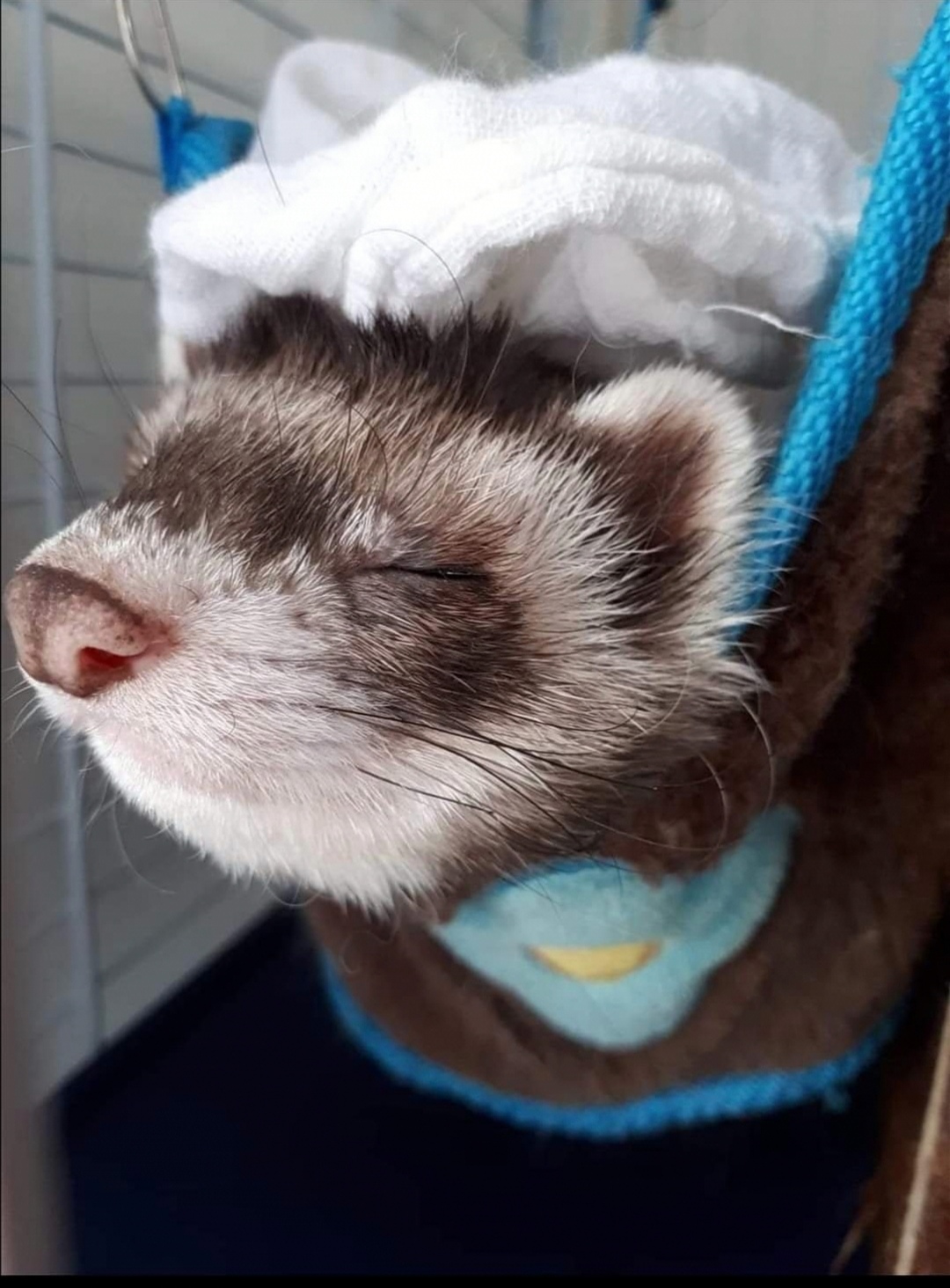 Service garde animaux 14 entre particuliers