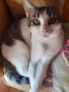 Demander ce catsitter