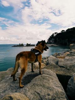 Service : garde animaux Service : garde animaux