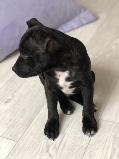 Demander ce petsitter