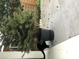 Service : garde animaux