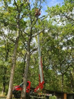 Service : elagage Service : elagage