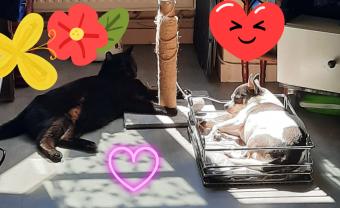 Service : garde animaux Service : garde animaux