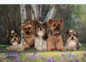 Demander ce petsitter
