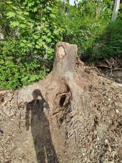 Location : tronconneuse Location : tronconneuse