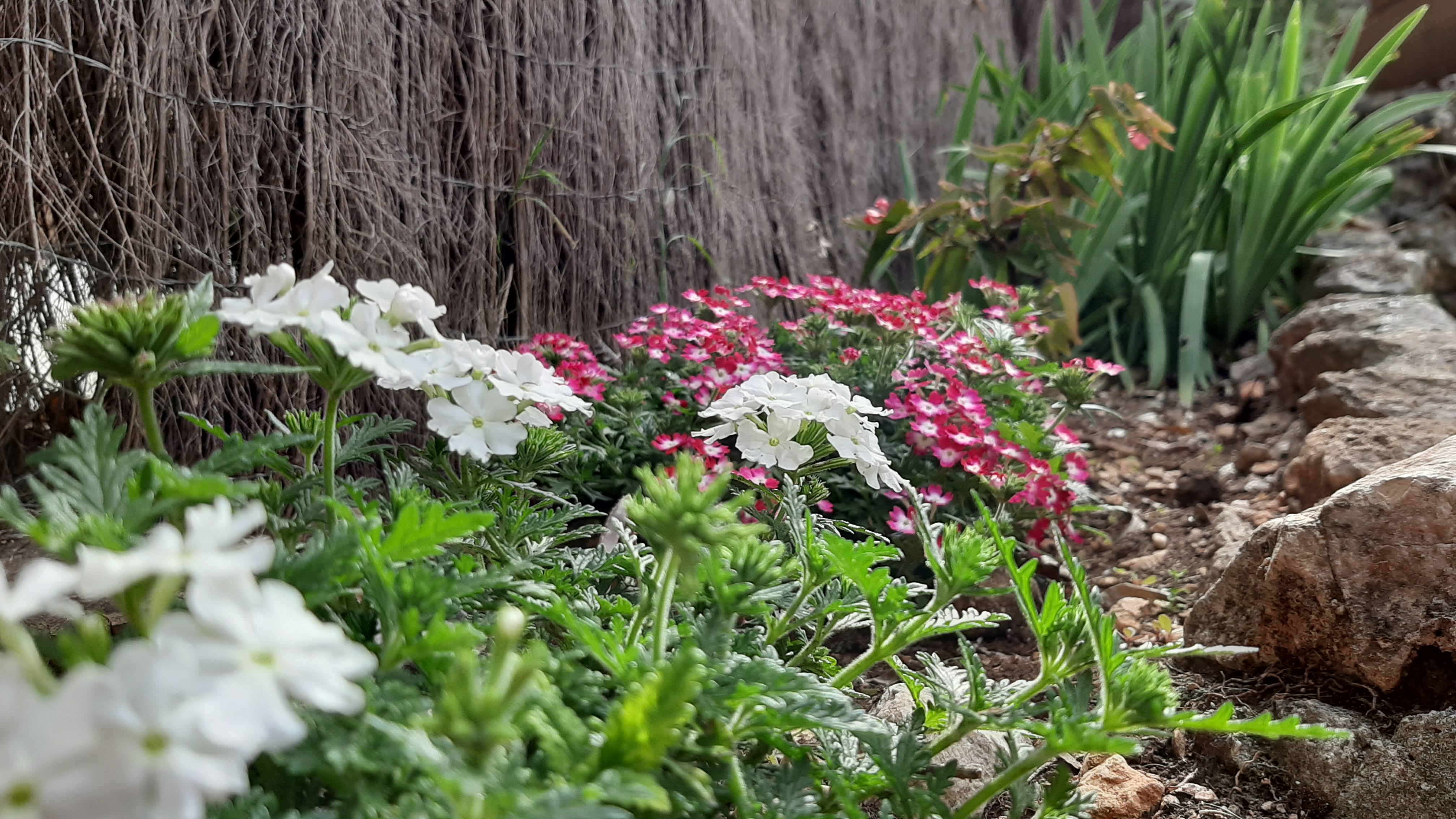 Service entretien jardin 83 entre particuliers