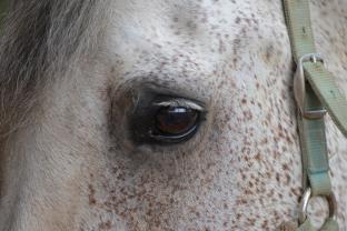 Service : photographie Service : photographie