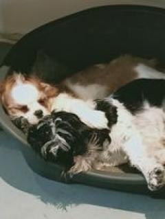 Service : chien Service : chien