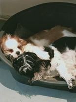 Service chien 50 entre particuliers