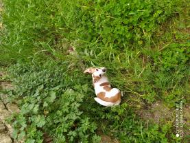 Service : garde animaux Service : garde animaux