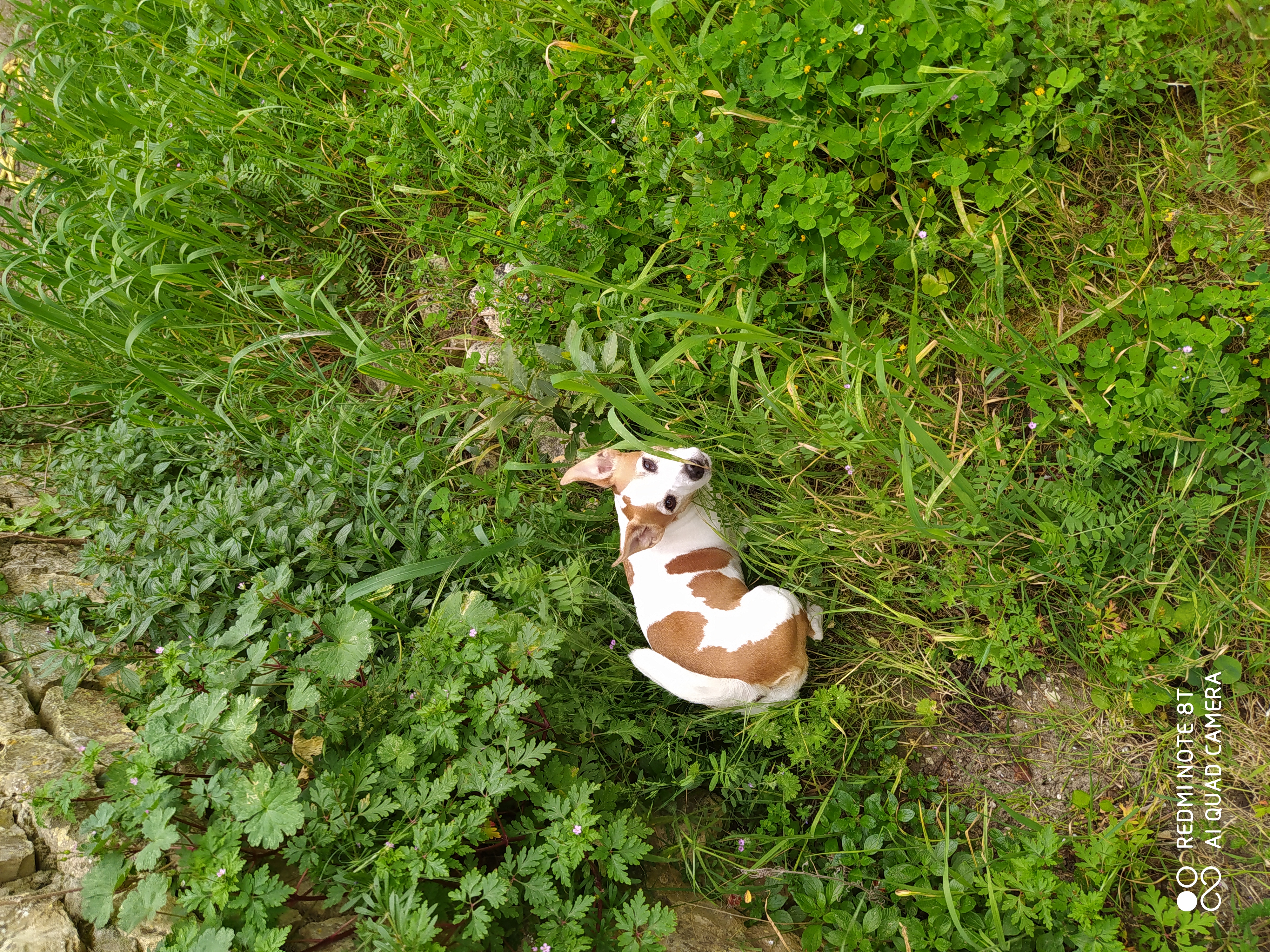 Service garde animaux 17 entre particuliers