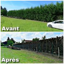 Service : elagage Service : elagage