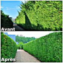 Service : taille de haies Service : taille de haies