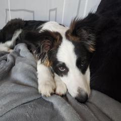 Service : garde animaux Service : garde animaux