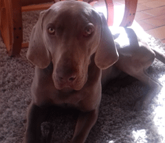 Demander ce petsitter