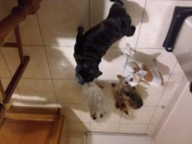 Service : chien Service : chien