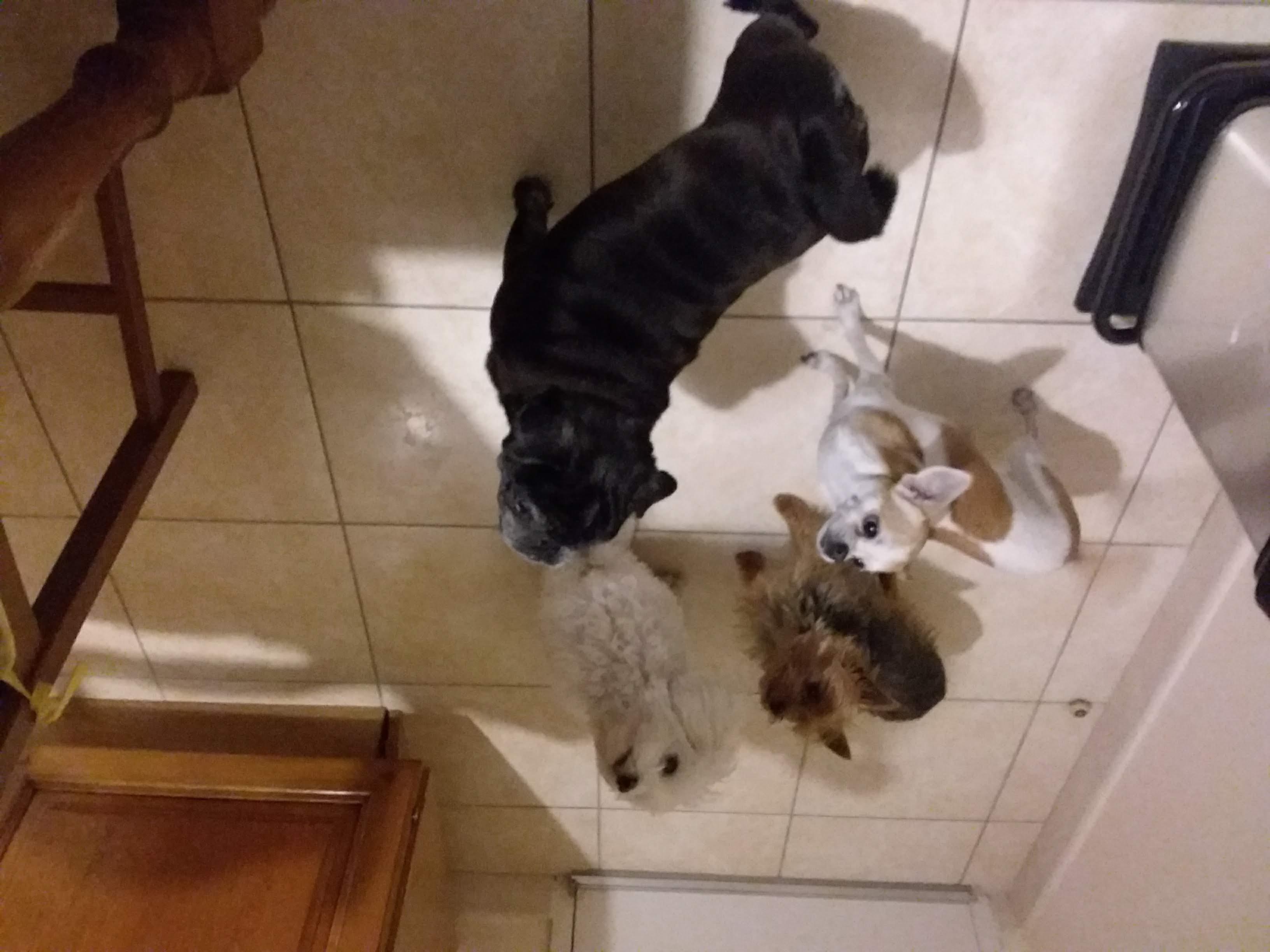 Service chien 13 entre particuliers
