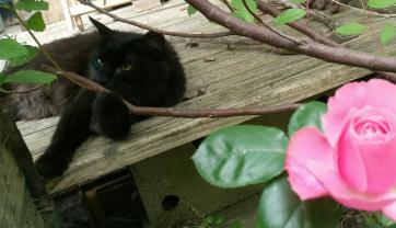 Demander ce catsitter