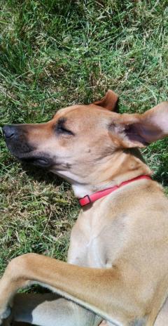 Service : garde animaux Service : garde animaux