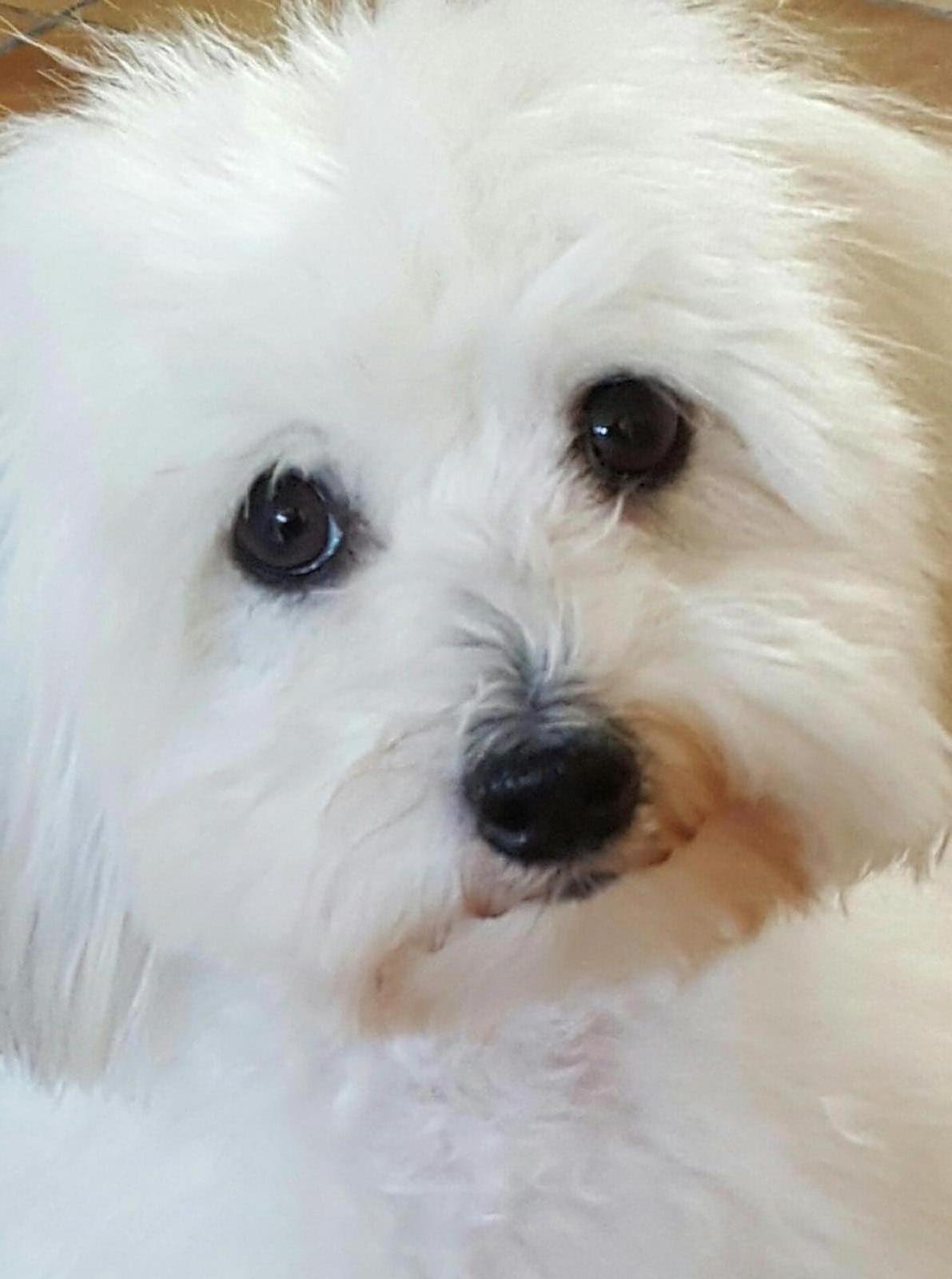 Service garde animaux 44 entre particuliers
