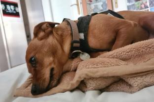 Service : chien Service : chien